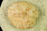 Sea Urchin (Lovenia) Fossil on Sandstone - Beaumaris, Australia #144394-1